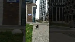 Russian toy terrier an a walk