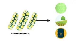 Are bacteria the cyborgs of the future? - Headline Science