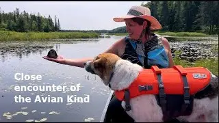 Navigating the Tim RIver in Algonquin
