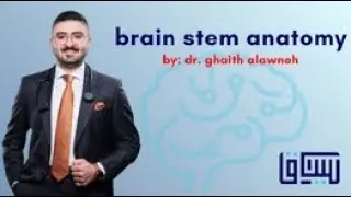 brain stem anatomy (د. غيث علاونه)
