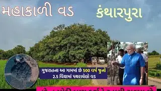 🌳 કંથારપુરા મહાકાળી વડ | Mahakali Vad Kantharpura | Gujarat 2021