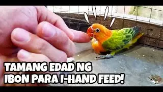 TAMANG EDAD PARA I HAND FEED ANG INAKAY PARA IWAS FLY BYE | DADDY BUTINGTHINGS PROBIOTICS