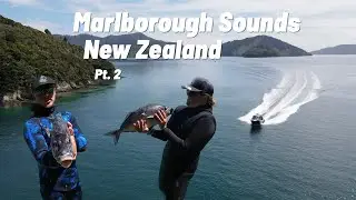 Epic Last Day! Marlborough Sounds | SOUNDS SUMMER SLAM 2022 | Oh Sh!T a Shark! (Episode 68)