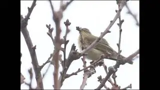 Chiffchaff singing