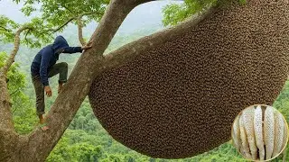 A Peaceful Morning with a Wild Honey Bee Hive Harvest Journey
