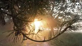 Morning Relaxing Music , Meditation, Sleeping - Peaceful Music by Relaxing panda