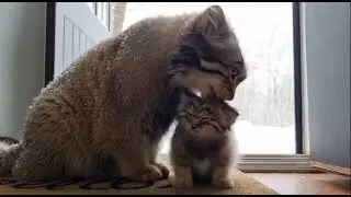 I Rescued A Pallas Cat and She Came Back With A Surprise!