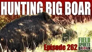 Fieldsports Britain - Hunting Big Boar
