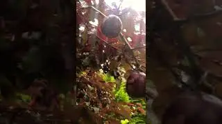 💯ASMR ORGANIC PLUM🌴SATISFYING ORGANIC PLUM TREES🌴 #asmr #shorts #satisfying #yummy #food #fruits
