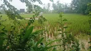 Peaceful Rain in the Countryside | Relaxing Natural Sounds | No Talking
