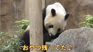 11/1シャオシャオおやつＢＯＸにおやつが１個残ってた！giantpanda @tokyo 上野動物園