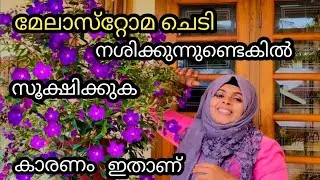 Melastoma complete plant care In Malayalam |propagation|Jazz World