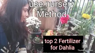 🌻 Top 2 Fertilizers for Enormous Flowering in Dahlias