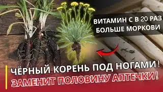 Корень, ценнее моркови и золотаУРОЛОГ ОТВЕЧАЕТ| Овощ, который корми́л императоров и спасал от голода