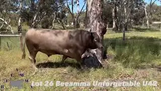 Lot 26 Beeamma Unforgetable U42 | Murray Grey Premier Sale 2025
