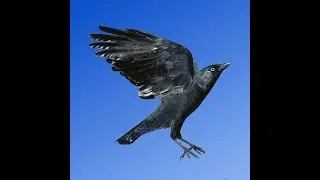 KARGALARIN KAVGASI