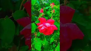 #nature wow views village view rose e