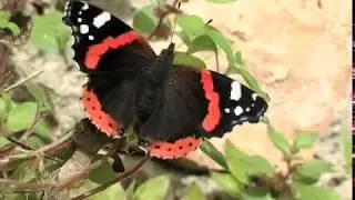 Le  Vulcain (Vanessa atalanta (L., 1758))