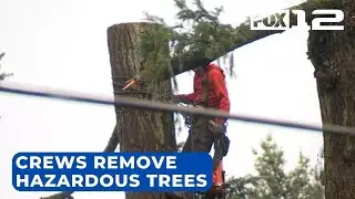 Lake Oswego crews remove two large trees at risk of falling