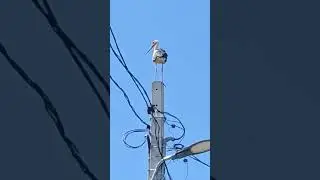 Stork on Telephone  Pole, Rural Transylvania, Romania 🇷🇴 #storkbird #transylvania #romania #bird