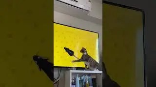 Cat vs. TV Mouse: Feline Hunting Instincts Activated 虛擬狩獵！O-CHA與電視老鼠的「跨次元」對決 O-CHAとテレビのネズミの次元を超えた対決