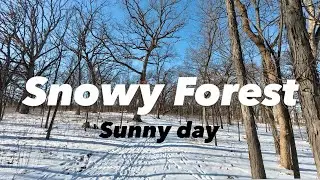 Peaceful Winter Walk Through a Snowy Forest ASMR. Sunny Day. Snow crunching under boots ❄️