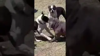 Bull terrier fighting