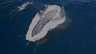 Whale Watching Highlights with Big Blue Photo Boat
