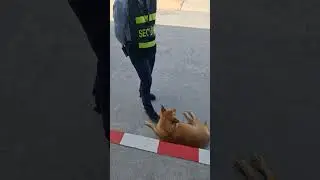 Security guard entertains PLAYFUL dog while chubby friend naps nearby #fun 🐕💼
