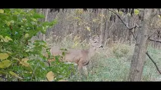 Tactacam 6.0 crossbow ground hunt