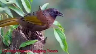 Chestnut crowned  Laughing Thrush