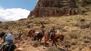 Pack Mule Train Passing on Trail