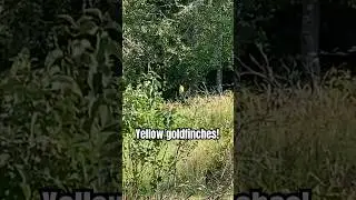 Yellow goldfinches hanging out at apple tree!