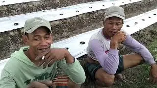 Podo sambat pari dikruyuk suket