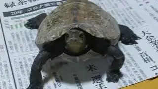 親父だけに懐く　亀　ダンス披露
