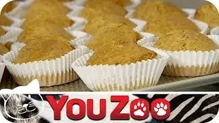 Hundekuchen für Hund und Mensch - Hundekuchen selber backen │YouZoo