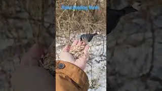 Hand Feeding bird 2 #wildanimals #wildlife #animals #wildbirds