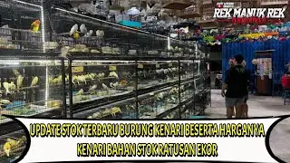 UPDATE STOK TERBARU BURUNG KENARI BESERTA HARGANYA !!! KENARI BAHAN STOK RATUSAN EKOR