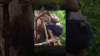 Bamboo Shelter in a Hollow Tree, Overnight Survival in the Forest / Camping / Building / DIY Wood 