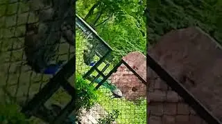 pihu#pihu#beautiful peacock#dance
