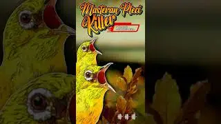 MASTERAN PLECI KILLER JUARA NASIONAL TEMBAKAN PANJANG SATU NAFAS DUA LAGU #masteranpleci #viralid
