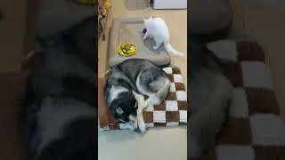 2 кошки и сибирский хаски #кошка #хаски