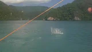 LADYFISH / GIANT HERRING FEEDING FRENZY
