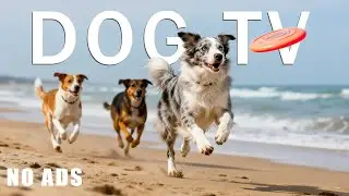 12 Hours Dog TV 🐶 Virtual Beach Walk for Dogs Home Alone | Calm Music & Nature Sounds for Dogs