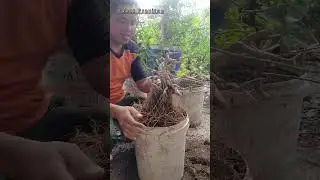 Cara Program Bonsai cancang diatas Batu