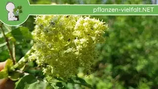 Roter Holunder - Bl&uuml;te - 18.04.18 (Sambucus racemosa) - Baum Bl&uuml;ten bestimmen