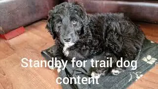 Introducing the Bordoodle. The future trail and camp dog.