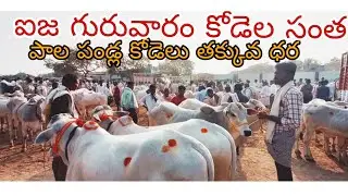 ఐజ గురువారం సంతలో ఒంగోలు జాతి పాల పండ్ల కోడెల 🔥 తక్కువ ధరలో టాప్ క్వాలిటీ కోడెలు  | Ieeja Market 