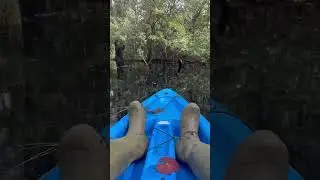 🌿Deep in the swamp-where few dare to go 👀 #SwampScouting #OutdoorLife #duxontv #whitetail #hunting