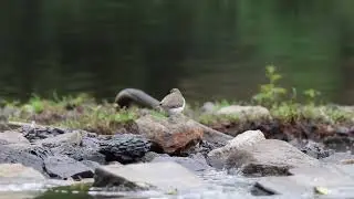 (#Birding Video) &mdash; Common Sandpiper (Flussuferl&auml;ufer) bobbing its head, stretching and flying away